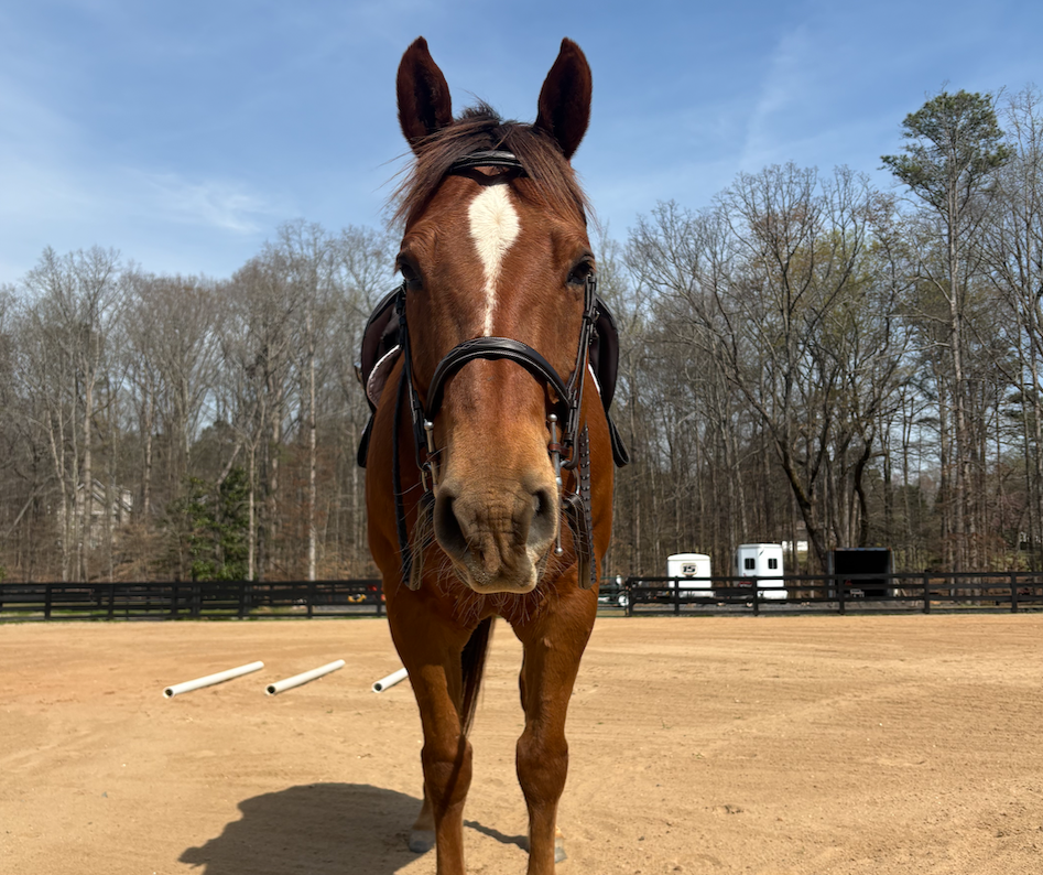beginner-horseback-riding.milton